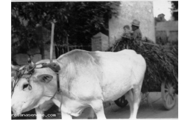 1966 - Carro trainato da buoi di razza chianina