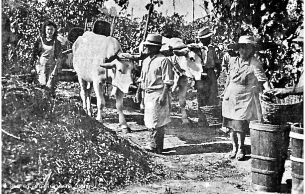1946 - Bigonci e ceste d'uva pronti per essere caricati sul carro dei buoi
