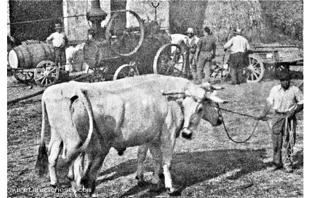 1944 - I buoi da traino per il trasporto del grano trebbiato