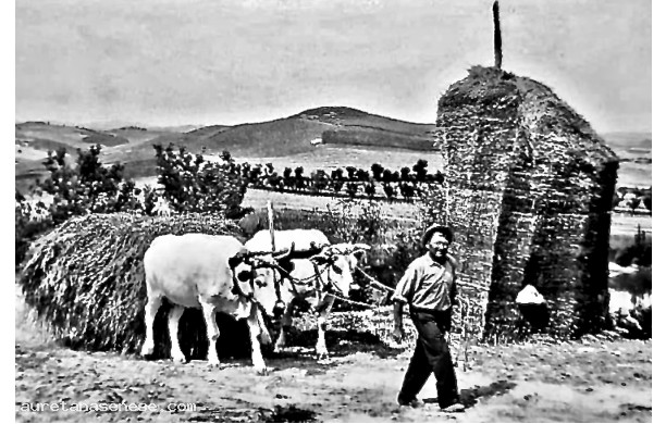 1950? - Carro di fieno fresco