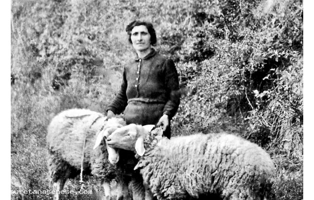 1946, 17 Gennaio - Pecore condotte alla benedizione di Sant'Antonio