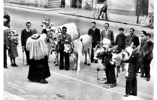 1946?, 17 Gennaio - Benedizione dei vitelli di chianina