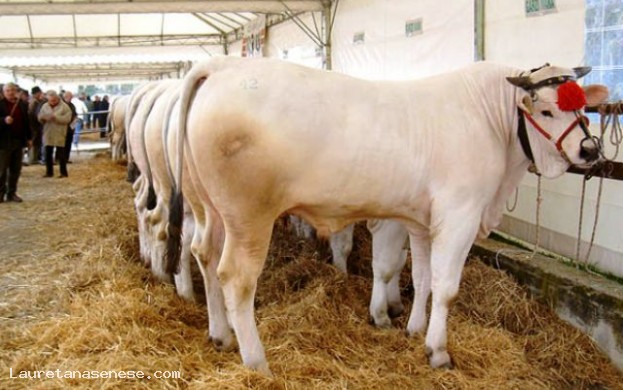 MOSTRA  MERCATO PROVINCIALE DEI BOVINI DI RAZZA CHIANINA